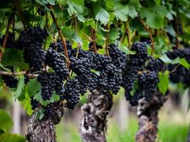 de druiven zijn rijp. vintage seizoen. wijnbouw in de Elzas. foto