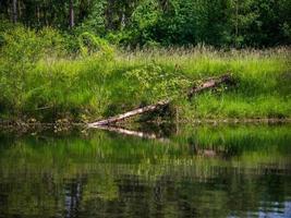 een rivier in het bos onder de schaduw van bomen, een natuurlijke rivier. zomer. foto