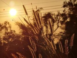 rand licht van missie gras bloem of veer pennisetum gras bij zonsondergang foto