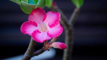 roze azalea bloemen of adenium. iemand roept woestijnroos heeft waterdruppel na de regen in de tuin. foto