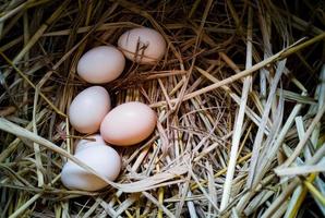 verse kippeneieren van kippen in een nest bedekt met stro. kippeneieren in de natuur van kippen in het nest. foto