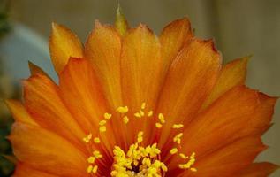 oranje bloemen op minicactusnaam lobivia. kleine pot op geïsoleerde zwarte achtergrond. studio opname en belichting foto