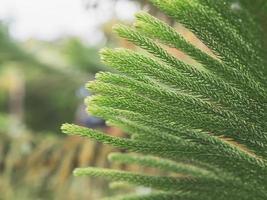 close-up van een tak van een dennenboom met onscherpe achtergrond. foto