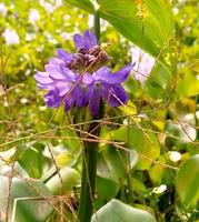 waterhyacint plant met bloem op groene natuurlijke achtergrond. zeldzame waterhyacint foto