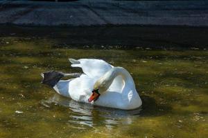 op een zonnige lentedag een zwaan in het park foto