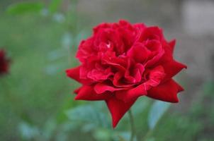 rood roze bloem foto