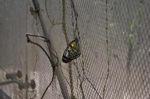vlinder insect dier foto