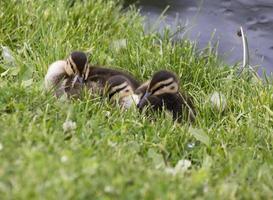 baby eendjes canada foto