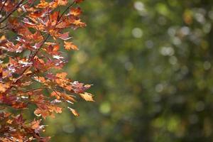 herfstbladeren suiker esdoorn foto