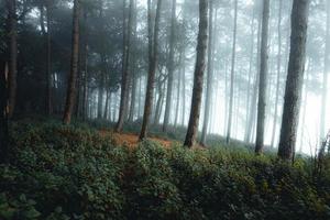 mistig bos en pijnbomen foto