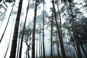 mistig bos en pijnbomen foto