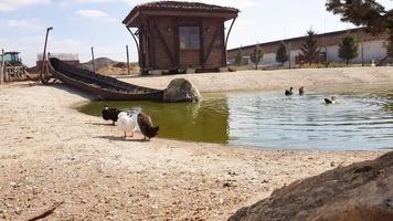 bruine, witte en zwarte eenden die veren schoonmaken voor een vijver in een openbaar park. foto