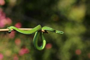 gevangen wimper adder foto