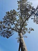 boomtop van een gigantische Afrikaanse boom in kaapstad. foto