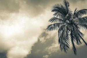 palmboom met bewolkte hemelachtergrond tropische ilha grande brazilië. foto