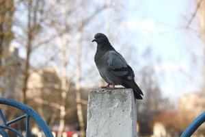 close-up, duif, duif staat op een betonnen hek in de stad met onscherpe achtergrond. selectieve aandacht. foto