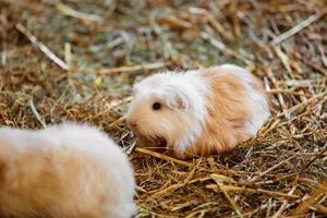 schattige rode en witte cavia close-up. klein huisdier in zijn huis. cavia in het hooi. selectieve focus foto