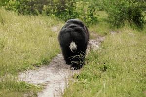 zwarte beer die langs landelijke weg loopt. beer in de dierentuin. foto