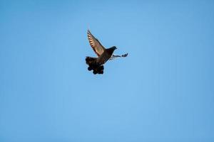 duif die in de blauwe lucht vliegt. achtergrond met een tekstveld. foto