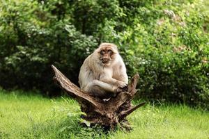 portret van volwassen makaak in tropisch natuurpark. brutale aap in het natuurlijke bosgebied. wildlife scene met gevaar dier. selectieve focus foto