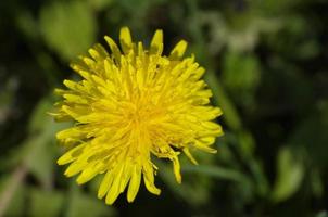 detail van de paardebloembloem in gras foto