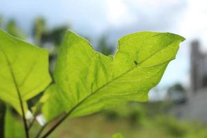 foto van een groen blad dat gebarsten is, dat 's ochtends wordt verlicht door fel zonlicht zodat de vliegen die neerstrijken en de details van het blad van onderaf te zien zijn. perspectief. onderaanzicht