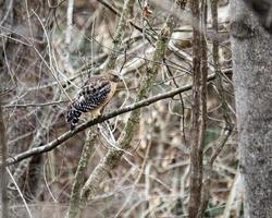 roodschouderbuizerd die in bossen neerstrijkt foto