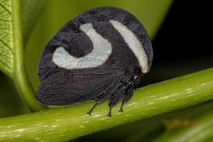 volwassen zwart-witte treehopper foto