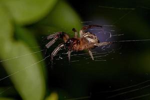 volwassen klassieke orbweaver foto