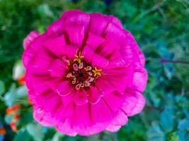 roze pluizige bloem close-up in de tuin foto