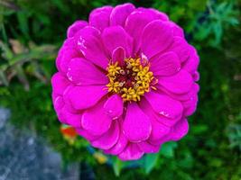 roze pluizige bloem close-up in de tuin foto