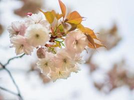 witte en zachtroze kersenbloesems. foto