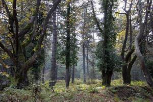 herfst in het bos, wandelen op de weg rond het bos. landschap bekijken. lentewandeling langs het diepe bos. weide in het bos in de herfst, bekijk landschap bomen en bladeren foto