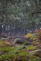 herfst in het bos, wandelen op de weg rond het bos. landschap bekijken. lentewandeling langs het diepe bos. weide in het bos in de herfst, bekijk landschap bomen en bladeren foto