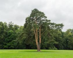 grote oude boom in een veld tegen een bosachtergrond foto