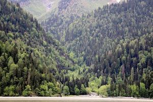 bergen bedekt met groen bos foto