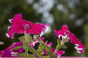 helder roze bloemen van penutia op een groene achtergrond op een zonnige dag macrofotografie. foto