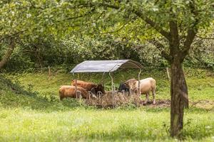 koeien die kuilvoeders eten bij het vee vóór het avondmelken. foto