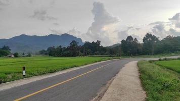 groene rijstvelden langs de weg foto