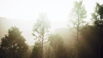 pijnbomen en huangshan-bergen in china foto