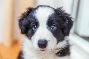 grappig portret van schattige lachende puppy hondje border collie thuis foto