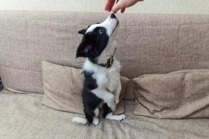 grappig portret van schattige lachende puppy hondje border collie thuis op de bank wachtend op beloning foto