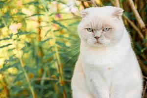 grappig portret van kortharige binnenlandse witte kitten op groene achtertuin achtergrond. Britse kat die op zomerdag buiten in de tuin loopt. huisdier zorg gezondheid en dieren concept.