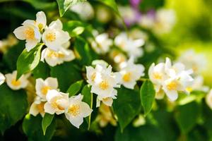 mooie witte jasmijnbloesem bloeit in het voorjaar. achtergrond met bloeiende jasmijnstruik. inspirerende natuurlijke bloemen lente bloeiende tuin of park. bloem kunst ontwerp. aromatherapie concept.