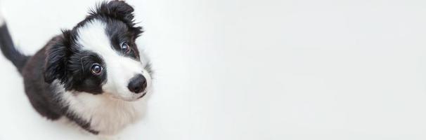 grappige studio portret van schattige smilling puppy hondje border collie geïsoleerd op een witte achtergrond. dierenverzorging en dieren concept. banier foto