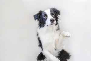 grappige studio portret van schattige lachende puppy hondje border collie geïsoleerd op een witte achtergrond. nieuw lief lid van de familie kleine hond staren en wachten op beloning. dierenverzorging en dieren concept. foto