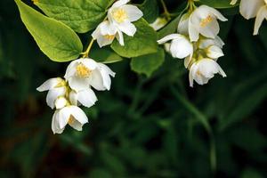 mooie witte jasmijnbloesem bloeit in het voorjaar. achtergrond met bloeiende jasmijnstruik. inspirerende natuurlijke bloemen lente bloeiende tuin of park. bloem kunst ontwerp. aromatherapie concept. foto