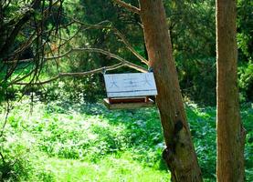 vogelhuisje in het bos aan een boom op een zonnige dag foto