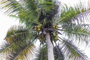 kokospalm witte lucht foto