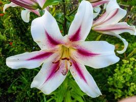 witte en roze lelie close-up foto